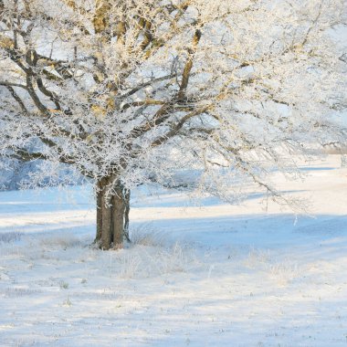 Kudretli meşe ağacı, karla kaplı tarla, taze karda insan izleri. Orman çayırı. Saf güneş ışığı. Kış Harikalar Diyarı. Ekoloji, eko turizm, çevre koruma, noel tatilleri, kayak
