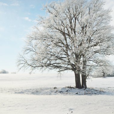 Kudretli meşe ağacı, karla kaplı tarla, taze karda insan izleri. Orman çayırı. Saf güneş ışığı. Kış Harikalar Diyarı. Ekoloji, eko turizm, çevre koruma, noel tatilleri, kayak