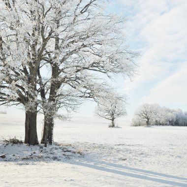 Kudretli meşe ağacı, karla kaplı tarla, taze karda insan izleri. Orman çayırı. Saf güneş ışığı. Kış Harikalar Diyarı. Ekoloji, eko turizm, çevre koruma, noel tatilleri, kayak