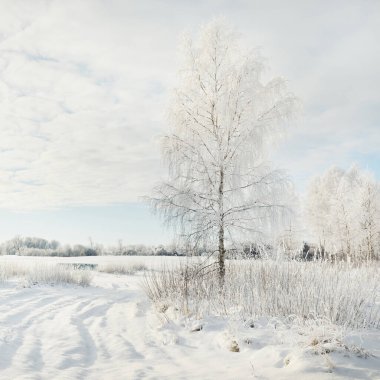 Karla kaplı ağaçlar. Saf güneş ışığı, açık mavi gökyüzü. Kış Harikalar Diyarı. Ekoloji, eko turizm, çevre koruma, Noel tatilleri