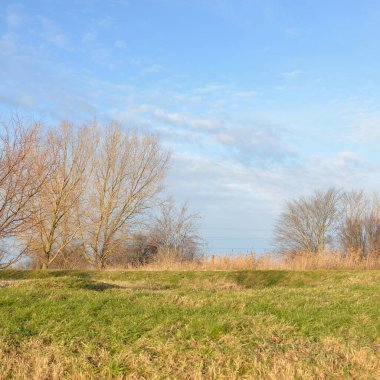 Açık mavi gökyüzü, orman parkının üzerinde parlayan bulutlar. Ağaç siluetleri. Bulutlar. Bahar. Meteoroloji, ekoloji, iklim değişikliği, din, cennet, umut, barış, grafik kaynakları, kopyalama alanı