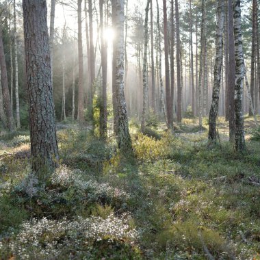 Görkemli Evergreen Ormanı. Güçlü çam ve çam ağaçları, yosun, eğrelti otu, bitkiler. Yumuşak güneş ışığı. Baharın başında. Saf doğa. Ekoloji, yürüyüş, temiz hava, sağlıklı yaşam tarzı kavramları.