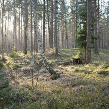 Görkemli Evergreen Ormanı. Güçlü çam ve çam ağaçları, yosun, eğrelti otu, bitkiler. Yumuşak güneş ışığı. Baharın başında. Saf doğa. Ekoloji, yürüyüş, temiz hava, sağlıklı yaşam tarzı kavramları.