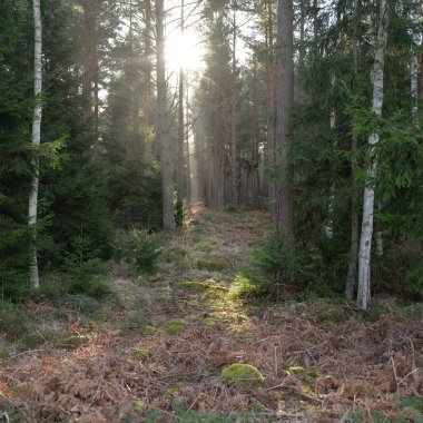 Görkemli Evergreen Ormanı. Güçlü çam ve çam ağaçları, yosun, eğrelti otu, bitkiler. Yumuşak güneş ışığı. Baharın başında. Saf doğa. Ekoloji, yürüyüş, temiz hava, sağlıklı yaşam tarzı kavramları.