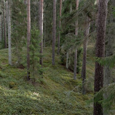 Görkemli Evergreen Ormanı. Güçlü çam ve çam ağaçları, yosun, eğrelti otu, bitkiler. Yumuşak güneş ışığı. Baharın başında. Saf doğa. Ekoloji, yürüyüş, temiz hava, sağlıklı yaşam tarzı kavramları.