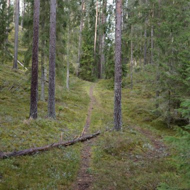 Görkemli Evergreen Ormanı. Güçlü çam ve çam ağaçları, yosun, eğrelti otu, bitkiler. Yumuşak güneş ışığı. Baharın başında. Saf doğa. Ekoloji, yürüyüş, temiz hava, sağlıklı yaşam tarzı kavramları.