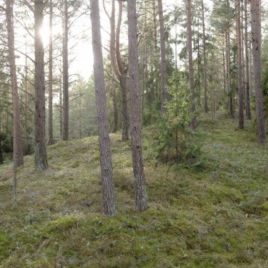Görkemli Evergreen Ormanı. Güçlü çam ve çam ağaçları, yosun, eğrelti otu, bitkiler. Yumuşak güneş ışığı. Baharın başında. Saf doğa. Ekoloji, yürüyüş, temiz hava, sağlıklı yaşam tarzı kavramları.