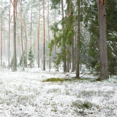 Karla kaplı çam ağacı ormanı. Kar fırtınası. Her daim yeşil olan ağaçlar. Karanlık atmosferik manzara. Idyllic kırsal kesim. Kış Harikalar Diyarı. Panoramik manzara. Saf doğa, eko-turizm.