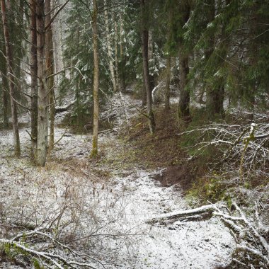 Karla kaplı tepeden geçen yol görkemli yeşil bir orman, güçlü çam ve çam ağaçları, ağaç kütükleri, yosunlar, bitkiler. Atmosferik kış sahnesi. Doğa, eko-turizm