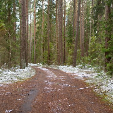 Görkemli karla kaplı Evergreen ormanının içinden geçen yol. Güçlü çam ve çam ağaçları. İlk kar, kışın başında. Doğa, mevsimler, eko-turizm