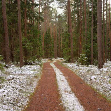 Görkemli karla kaplı Evergreen ormanının içinden geçen yol. Güçlü çam ve çam ağaçları. İlk kar, kışın başında. Doğa, mevsimler, eko-turizm