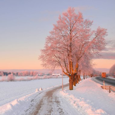 Karla kaplı tarlanın yanında yaya geçidi (bisiklet yolu). Güçlü ağaçlar. Saf altın güneş ışığı. Kış Harikalar Diyarı. Ekoloji, eko-turizm, noel tatilleri, kuzeyde yürüyüş, kayak