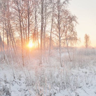 Güneş doğarken, karla kaplı, yemyeşil bir ormanın atmosferik manzarası. Saf altın güneş ışığı. Güçlü ağaçlar, ağaç kütükleri, kar tepeleri. Kış Harikalar Diyarı. Mevsimler, ekoloji, eko-turizm, Noel tatilleri