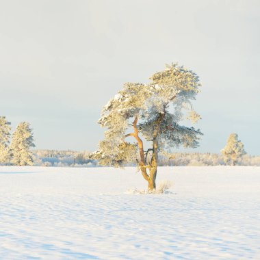 Güçlü çam ağaçları, karla kaplı tarlalar, taze karda insan izleri. Saf güneş ışığı. Kış Harikalar Diyarı. Ekoloji, eko-turizm, çevre koruma, noel tatilleri, kayak
