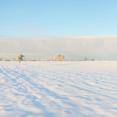 Güçlü çam ağaçları, karla kaplı tarlalar, taze karda insan izleri. Saf güneş ışığı. Kış Harikalar Diyarı. Ekoloji, eko-turizm, çevre koruma, noel tatilleri, kayak