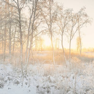 Güneş doğarken, karla kaplı, yemyeşil bir ormanın atmosferik manzarası. Saf altın güneş ışığı. Güçlü ağaçlar, ağaç kütükleri, kar tepeleri. Kış Harikalar Diyarı. Mevsimler, ekoloji, eko-turizm, Noel tatilleri