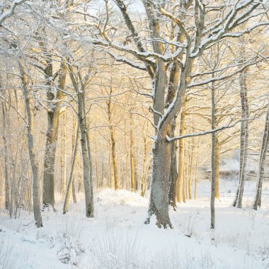 Güneş doğarken, karla kaplı, yemyeşil bir ormanın atmosferik manzarası. Saf altın güneş ışığı. Güçlü ağaçlar, ağaç kütükleri, kar tepeleri. Kış Harikalar Diyarı. Mevsimler, ekoloji, eko-turizm, Noel tatilleri