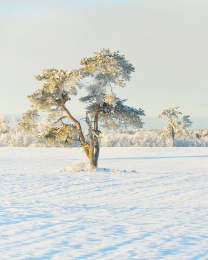 Güçlü çam ağaçları, karla kaplı tarlalar, taze karda insan izleri. Saf güneş ışığı. Kış Harikalar Diyarı. Ekoloji, eko-turizm, çevre koruma, noel tatilleri, kayak