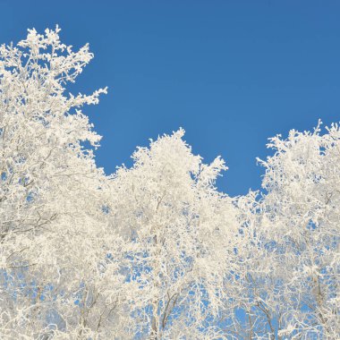 Karla kaplı ağaçlar, buzullar. Orman çayırı. Saf güneş ışığı, açık mavi gökyüzü. Kış Harikalar Diyarı. Ekoloji, eko turizm, çevre koruma