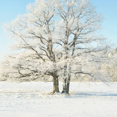 Kudretli meşe ağacı, karla kaplı tarla, taze karda insan izleri. Orman çayırı. Saf güneş ışığı. Kış Harikalar Diyarı. Ekoloji, eko turizm, çevre koruma, noel tatilleri, kayak