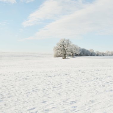 Kudretli meşe ağacı, karla kaplı tarla, taze karda insan izleri. Orman çayırı. Saf güneş ışığı. Kış Harikalar Diyarı. Ekoloji, eko turizm, çevre koruma, noel tatilleri, kayak