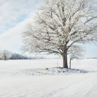 Kudretli meşe ağacı, karla kaplı tarla, taze karda insan izleri. Orman çayırı. Saf güneş ışığı. Kış Harikalar Diyarı. Ekoloji, eko turizm, çevre koruma, noel tatilleri, kayak