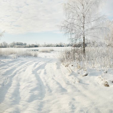 Karla kaplı ağaçlar. Saf güneş ışığı, açık mavi gökyüzü. Kış Harikalar Diyarı. Ekoloji, eko turizm, çevre koruma, Noel tatilleri