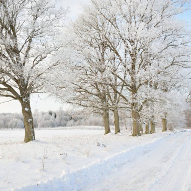 Kırsal alanda, karla kaplı tarlaların içinden geçen köy yolu. Arabadan görüntü. Kar sürükleniyor. Avrupa. Doğa, Noel tatilleri, uzak yerler, kış lastikleri, tehlikeli sürüş konsepti