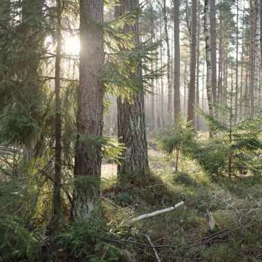 Görkemli Evergreen Ormanı. Güçlü çam ve çam ağaçları, yosun, eğrelti otu, bitkiler. Yumuşak güneş ışığı. Baharın başında. Saf doğa. Ekoloji, yürüyüş, temiz hava, sağlıklı yaşam tarzı kavramları.