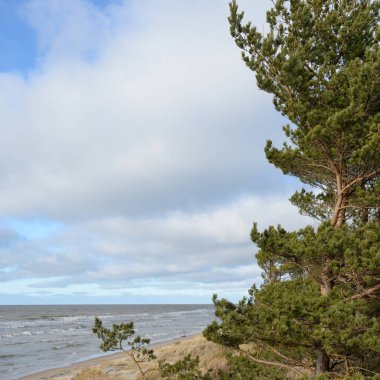 Fırtınadan sonra Baltık Denizi. Kum tepeleri, altın kum tepeleri, görkemli yeşil çam ormanları. Resimli manzara, deniz manzarası, doğa. Panoramik manzara. Ekoloji, eko turizm, yürüyüş kavramları