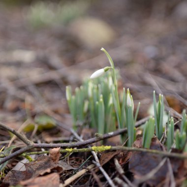 Ormanda küçük kır çiçekleri (Galanthus). Çiçek tomurcuğu. Kış sıcağı, Avrupa 'nın ilkbaharı. Saflığın, huzurun, sevincin sembolü. Başlangıç olarak, Paskalya konsepti. Doğa, çevre, ekoloji