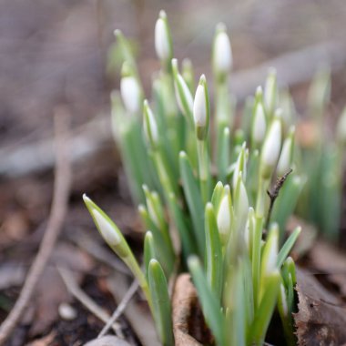 Ormanda küçük kır çiçekleri (Galanthus). Çiçek tomurcuğu. Kış sıcağı, Avrupa 'nın ilkbaharı. Saflığın, huzurun, sevincin sembolü. Başlangıç olarak, Paskalya konsepti. Doğa, çevre, ekoloji