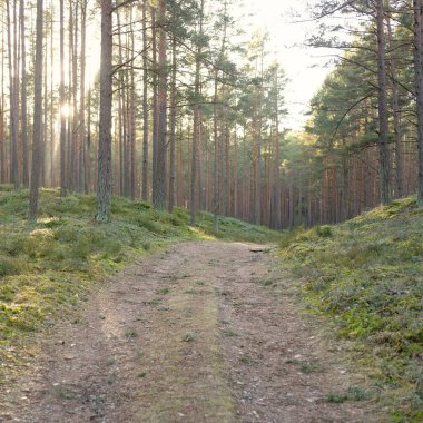 Görkemli Evergreen Ormanı 'ndan geçen yol. Güçlü çam ve çam ağaçları. Yumuşak günbatımı ışığı. Baharın başında. Saf doğa. Ekoloji, doğa yürüyüşü, sağlıklı yaşam tarzı kavramları