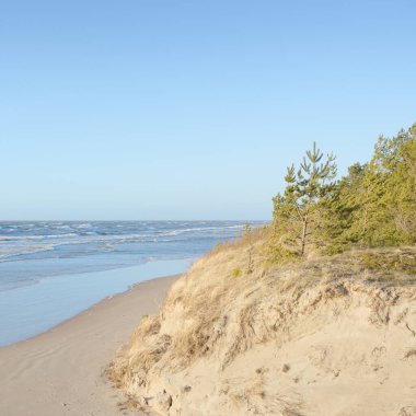 Fırtınadan sonra Baltık Denizi. Kum tepeleri, altın kum tepecikleri, yemyeşil çam ormanı. Resimli manzara, deniz manzarası, doğa. Panoramik manzara. Ekoloji, eko turizm, yürüyüş kavramları