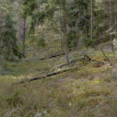 Görkemli Evergreen Ormanı. Güçlü çam ve çam ağaçları, yosun, eğrelti otu, bitkiler. Yumuşak güneş ışığı. Baharın başında. Saf doğa. Ekoloji, yürüyüş, temiz hava, sağlıklı yaşam tarzı kavramları.