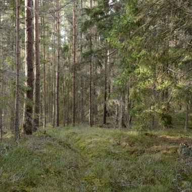 Görkemli Evergreen Ormanı. Güçlü çam ve çam ağaçları, yosun, eğrelti otu, bitkiler. Yumuşak güneş ışığı. Baharın başında. Saf doğa. Ekoloji, yürüyüş, temiz hava, sağlıklı yaşam tarzı kavramları.