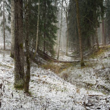 Karla kaplı tepeden geçen yol görkemli yeşil bir orman, güçlü çam ve çam ağaçları, ağaç kütükleri, yosunlar, bitkiler. Atmosferik kış sahnesi. Doğa, eko-turizm