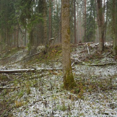Karla kaplı tepeden geçen yol görkemli yeşil bir orman, güçlü çam ve çam ağaçları, ağaç kütükleri, yosunlar, bitkiler. Atmosferik kış sahnesi. Doğa, eko-turizm