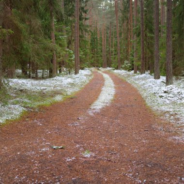 Görkemli karla kaplı Evergreen ormanının içinden geçen yol. Güçlü çam ve çam ağaçları. İlk kar, kışın başında. Doğa, mevsimler, eko-turizm