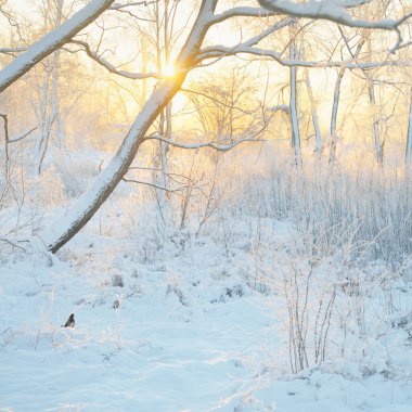 Güneş doğarken, karla kaplı, yemyeşil bir ormanın atmosferik manzarası. Saf altın güneş ışığı. Güçlü ağaçlar, ağaç kütükleri, kar tepeleri. Kış Harikalar Diyarı. Mevsimler, ekoloji, eko-turizm, Noel tatilleri