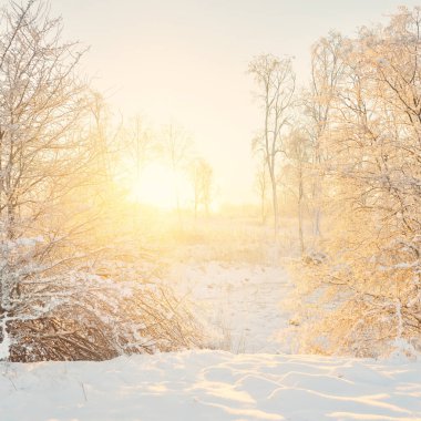 Güneş doğarken, karla kaplı, yemyeşil bir ormanın atmosferik manzarası. Saf altın güneş ışığı. Güçlü ağaçlar, ağaç kütükleri, kar tepeleri. Kış Harikalar Diyarı. Mevsimler, ekoloji, eko-turizm, Noel tatilleri