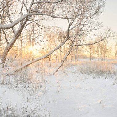 Güneş doğarken, karla kaplı, yemyeşil bir ormanın atmosferik manzarası. Saf altın güneş ışığı. Güçlü ağaçlar, ağaç kütükleri, kar tepeleri. Kış Harikalar Diyarı. Mevsimler, ekoloji, eko-turizm, Noel tatilleri