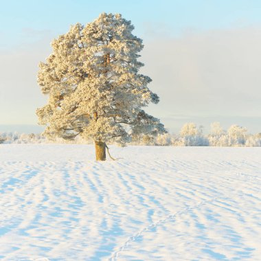Güçlü çam ağaçları, karla kaplı tarlalar, taze karda insan izleri. Saf güneş ışığı. Kış Harikalar Diyarı. Ekoloji, eko-turizm, çevre koruma, noel tatilleri, kayak