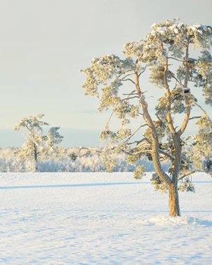 Güçlü çam ağaçları, karla kaplı tarlalar, taze karda insan izleri. Saf güneş ışığı. Kış Harikalar Diyarı. Ekoloji, eko-turizm, çevre koruma, noel tatilleri, kayak