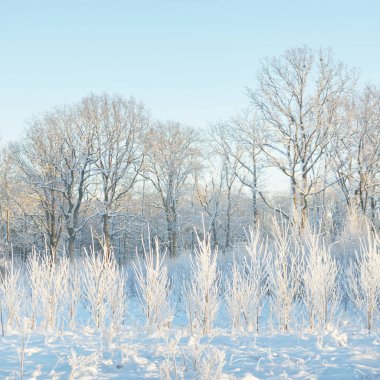 Kar fırtınasından sonra her yer karla kaplandı. Genç yaprak döken ağaçlar. Atmosferik manzara. Kış Harikalar Diyarı. Doğa, ormanların yok edilmesi, ormanların yeniden ağaçlandırılması, çevre, ekoloji