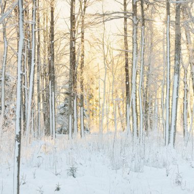 Güneş doğarken, karla kaplı, yemyeşil bir ormanın atmosferik manzarası. Saf altın güneş ışığı. Güçlü ağaçlar, ağaç kütükleri, kar tepeleri. Kış Harikalar Diyarı. Mevsimler, ekoloji, eko-turizm, Noel tatilleri