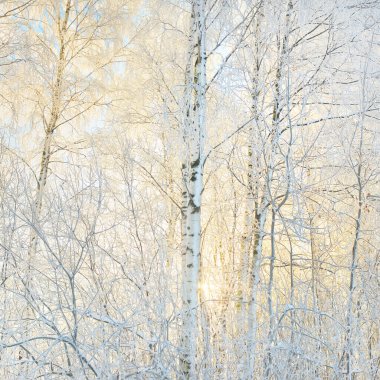 Karla kaplı ağaçlar, buzullar. Orman çayırı. Saf güneş ışığı, açık mavi gökyüzü. Kış Harikalar Diyarı. Ekoloji, eko turizm, çevre koruma