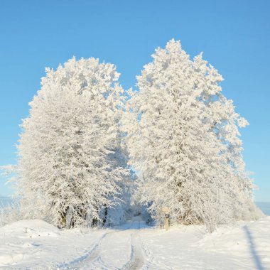 Güneşli bir günde karla kaplı orman parkına giden yol. Güçlü ağaçlar, don, yumuşak güneş ışığı. Kış Harikalar Diyarı. Idyllic manzara. Noel tatilleri, eko turizm, yürüyüş, kayak temaları