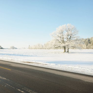 Karla kaplı orman ve kırsal alanda boş otoyol (asfalt yol). Kar sürükleniyor. Avrupa. Doğa, Noel tatilleri, uzak yerler, kış lastikleri, tehlikeli sürüş konsepti