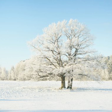 Kudretli meşe ağacı, karla kaplı tarla, taze karda insan izleri. Orman çayırı. Saf güneş ışığı. Kış Harikalar Diyarı. Ekoloji, eko turizm, çevre koruma, noel tatilleri, kayak